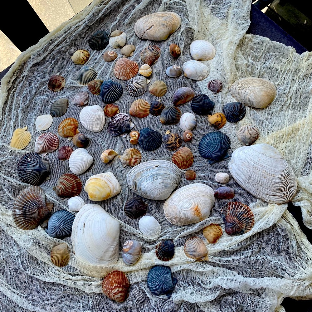 Decorative Assorted Shells - Picture 2 of 5